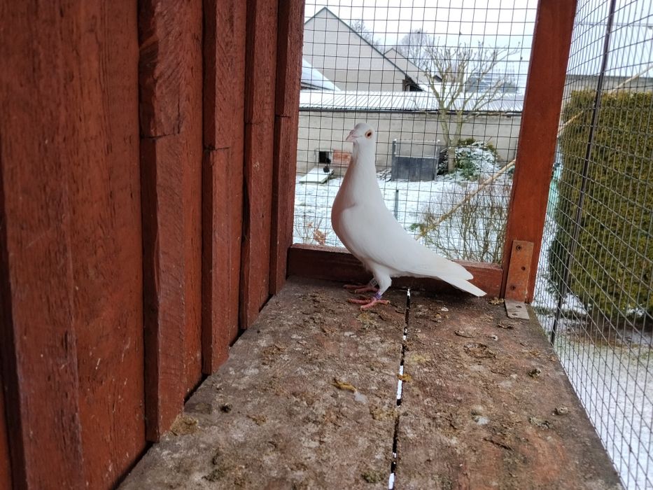 Samiec biały pocztowy