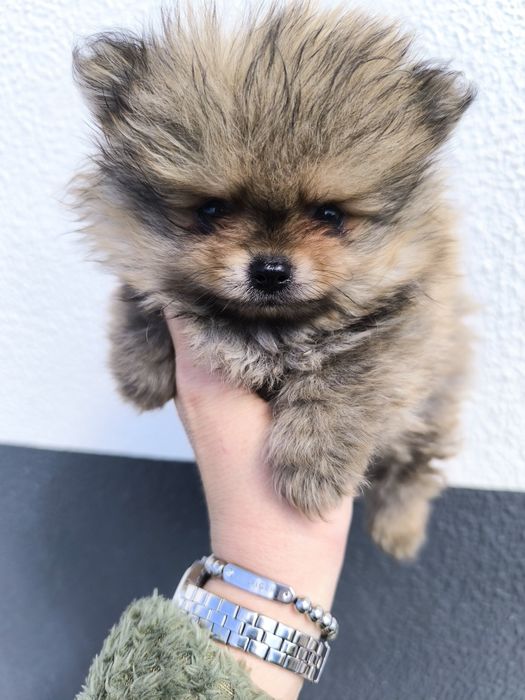 Spitz Mini.  Lulu da Pomerânia . Laranja. Linhagem Russa