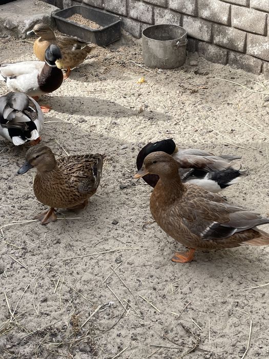 Качки мінідаки