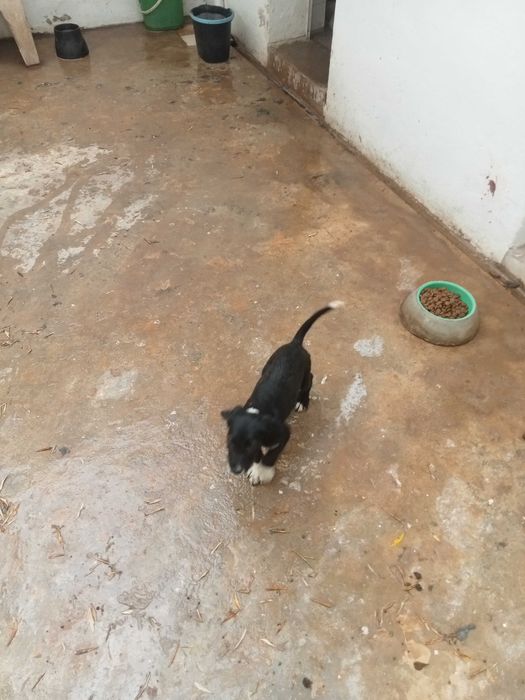 Cão bebé para adoção
