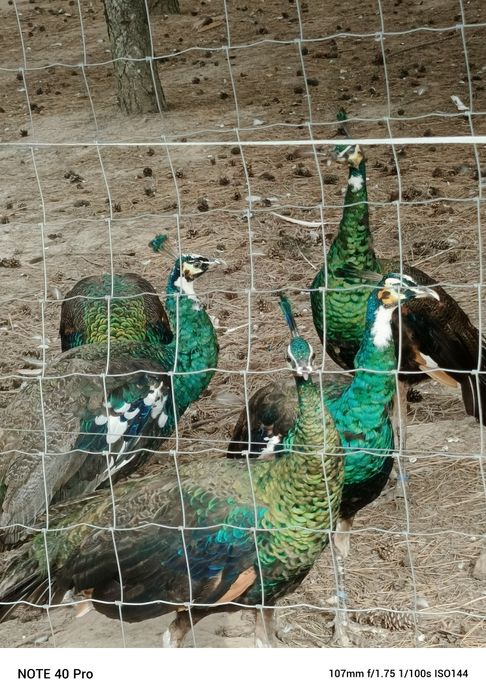 Pawie 2024 szmaragdowe