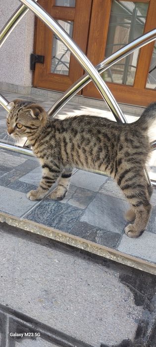 Шотландські кошенята , тигровий колір