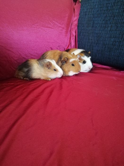 Świnka morska kawia domowa