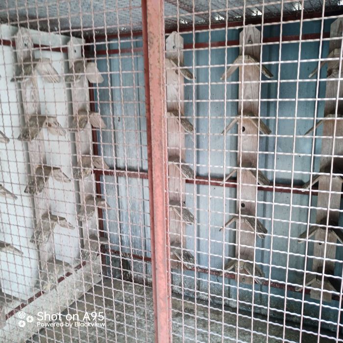 Pombal para reprodutores ou borrachos