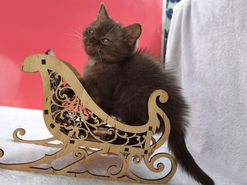 Шоколадная кошечка с документами и прививками из питомника