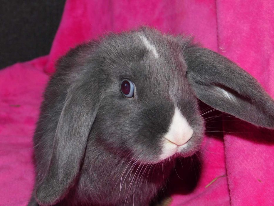 Baranki   niebieskie i niebiesko - biała mini lop samiczka