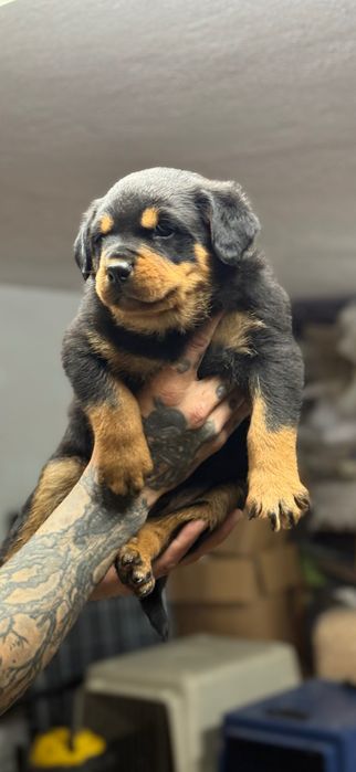 Rottweiller femea