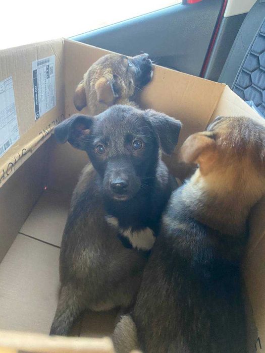 Цуценята в добрі руки