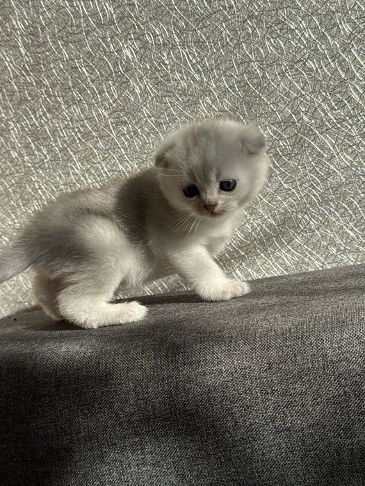 Серебристая шиншилла