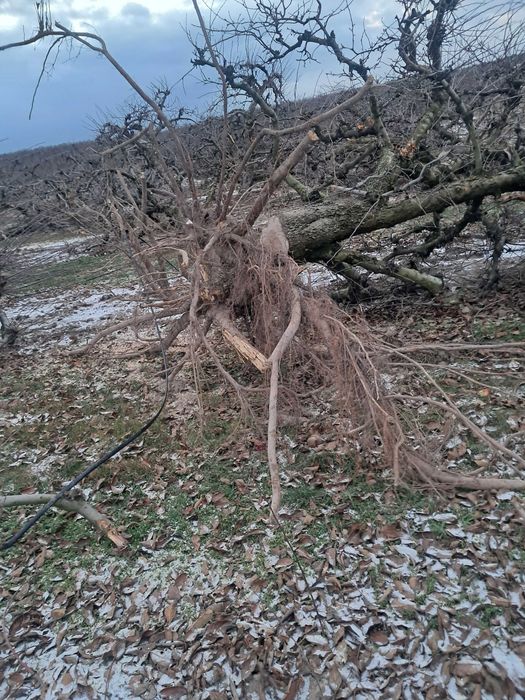 Skup zrębki zrąbka, odpadów tartacznych, zrzyn, karpy