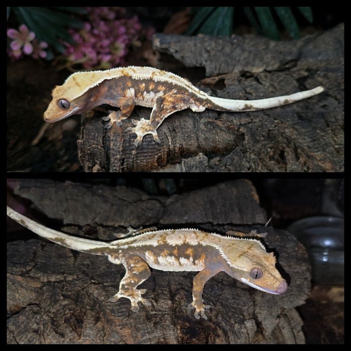 Zamienię gekony orzesione