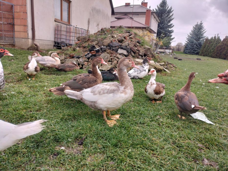 Kaczory francuskie