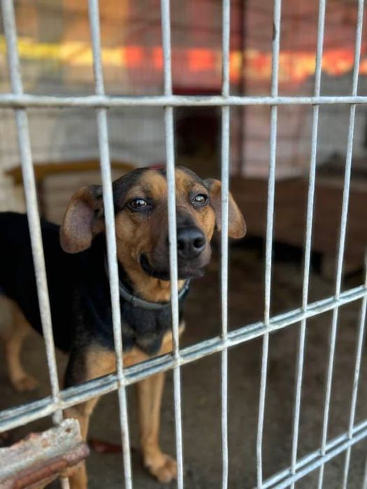 Piękna Donna poleca się do adopcji!