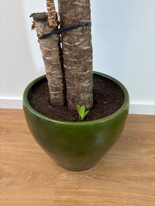 Vaso de cerâmica esmaltado verde + planta Yucca Elephantipes com 130cm