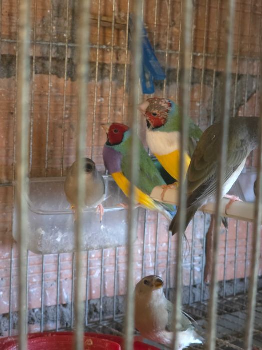 Vendo pássaros Diamante-de-gould