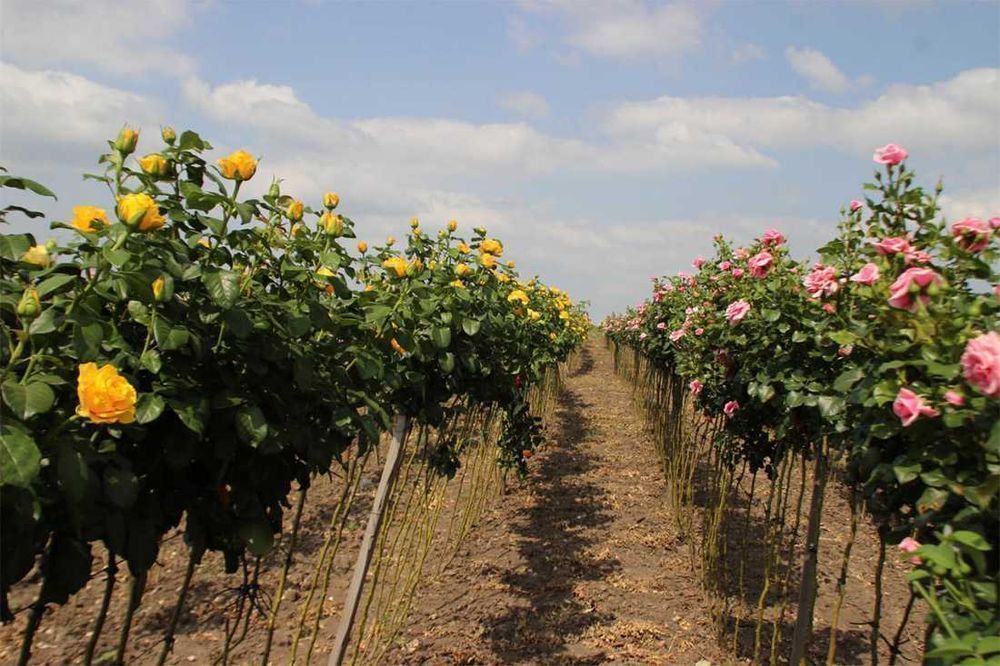 Саджанці троянд (Роздріб, Опт, Дропшипінг)/ Саженцы роз