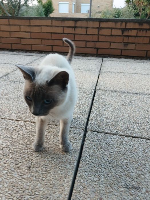 Dou gatinha siamês  com  1 ano
