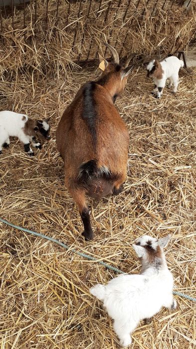 Cabrinhas Anãs Lindas