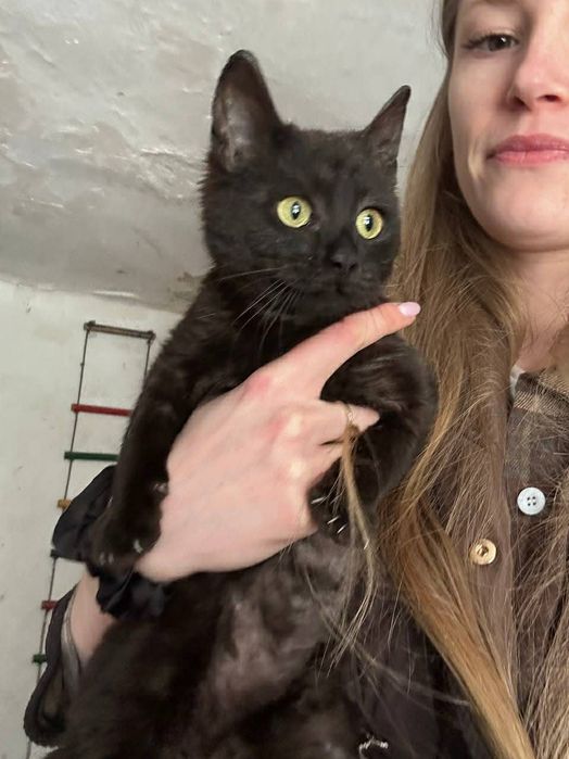 Терміново кошеня 5 міс дівчинка евакуйована Запорізької обл