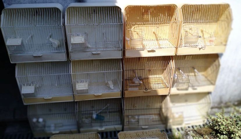 Doze Gaiolas De Exposição Para Pássaro