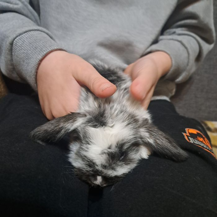 Króliki barany mlode