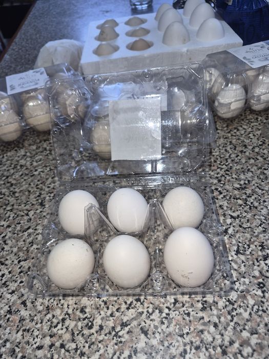 Vendo ovos de garniza galados