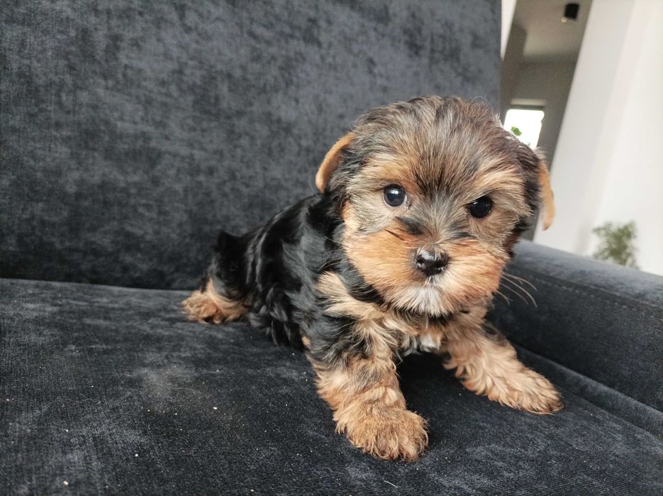 Sunia Yorkshire terrier