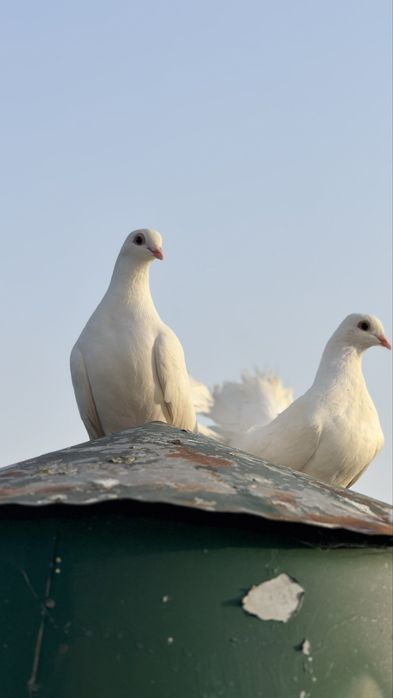 Pombos de leque Branco