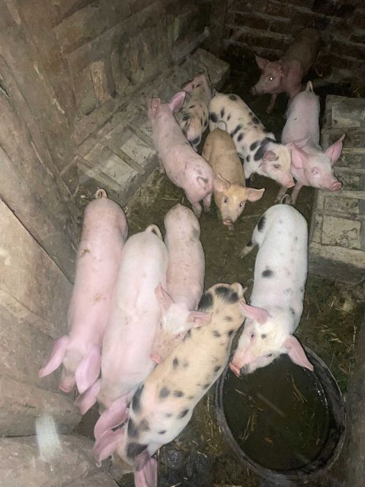 Поросята м’ясного направлення