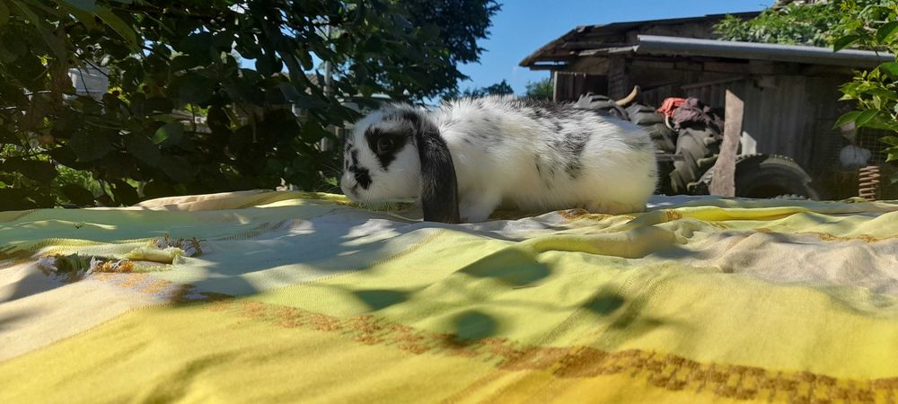 Продам  кролики  , породи француський  баран. Чисто кровні.