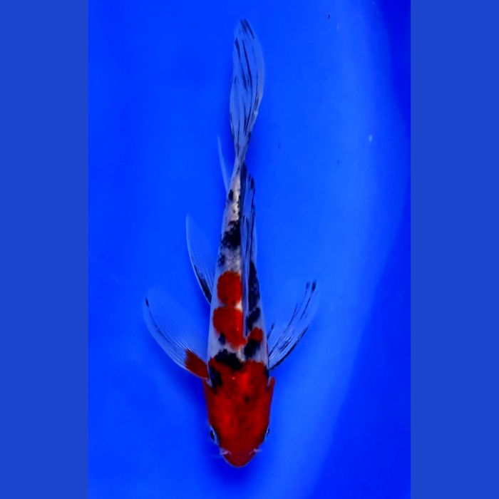 Importowane karpie koi - WYSYŁKA - luty Kraków