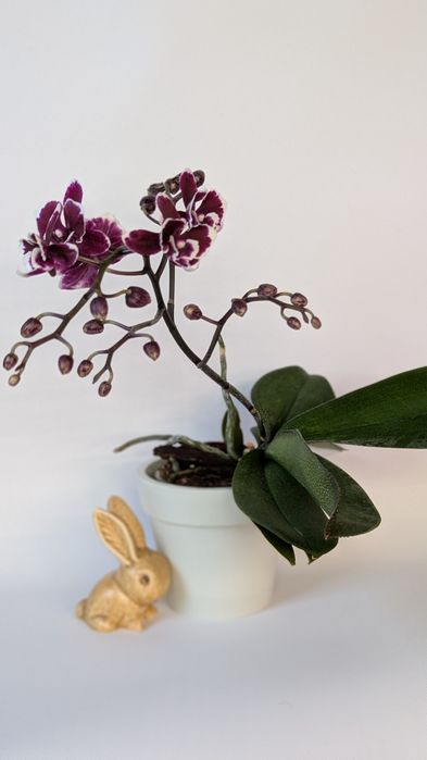 Орхідея фаленопсис ексклюзив.