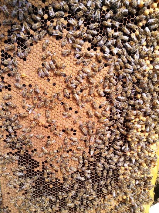 продам пчелосемьи