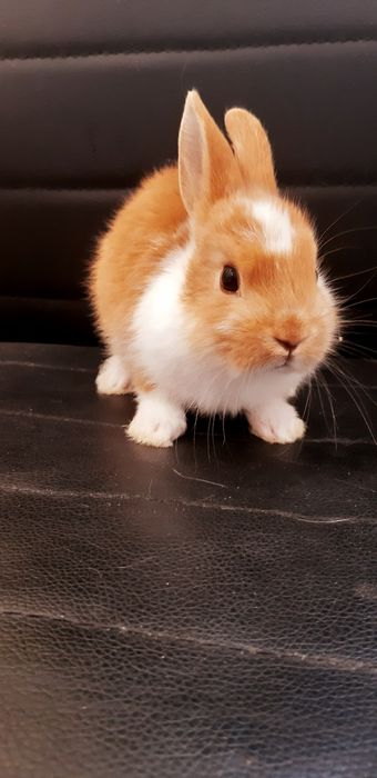 Карликовые миниатюрные декорат.торчеухие и вислоухие кролики и клетки