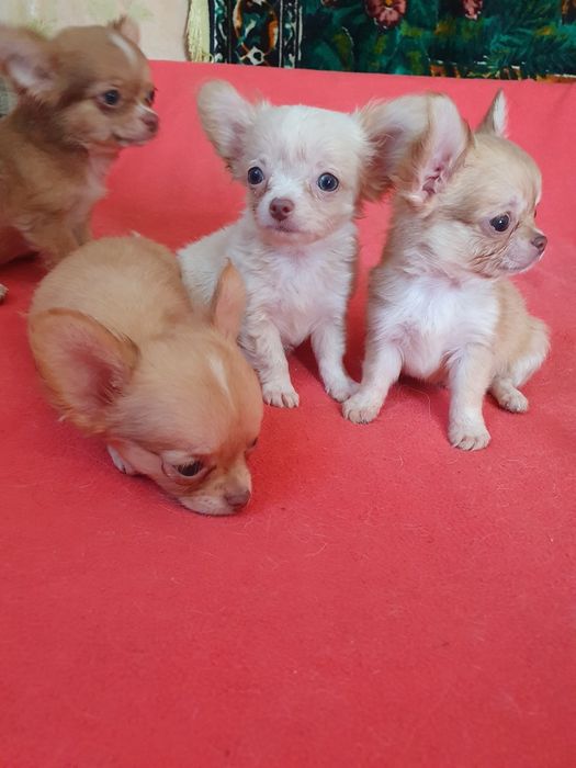 Мальчики чихуахуа