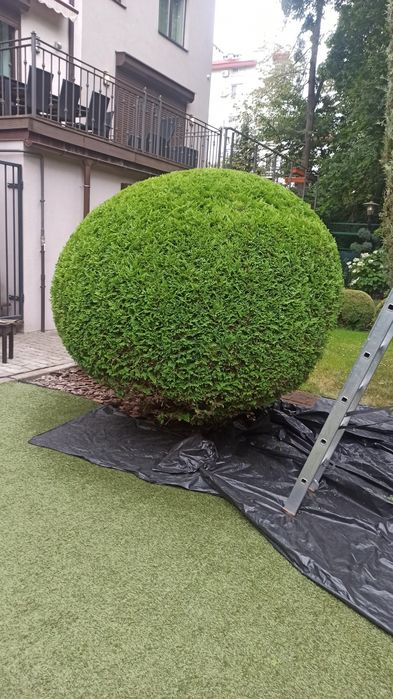 Стрижка туй Львів / Топіарна стрижка рослин / Догляд за територією /