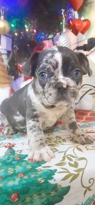 Bulldog francês macho cor Blue Merle