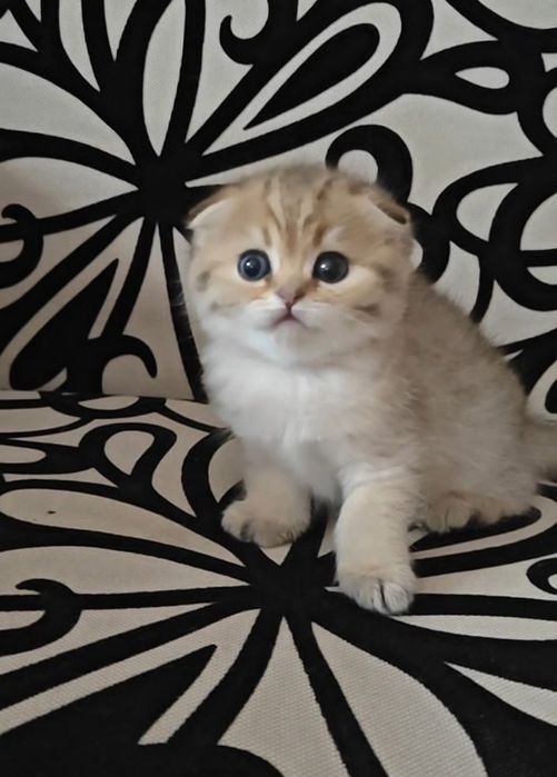 Породисті кошенята золота шиншила прямовухі висловухі хлопчик дівчинка