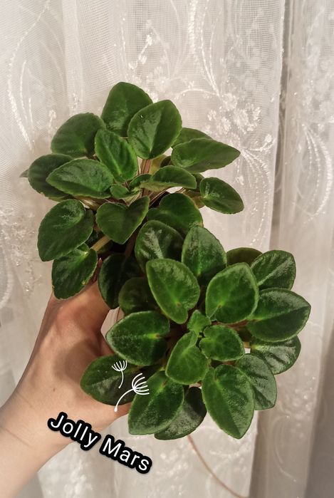 Мини, полумини фиалки