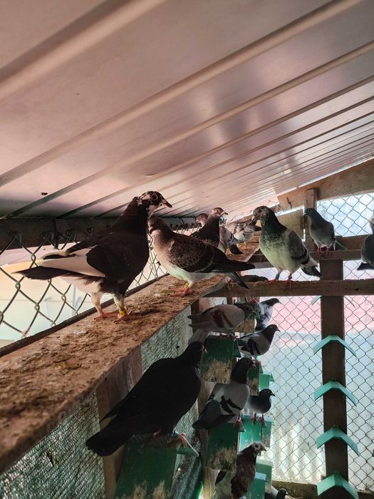 Pombos correios, borrachos puros e anilhados