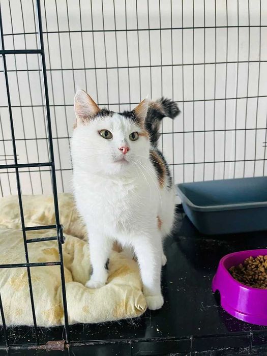 Кішка Букля шукає родину