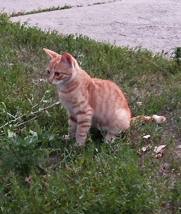 Отдам рыжего котёнка-мальчика