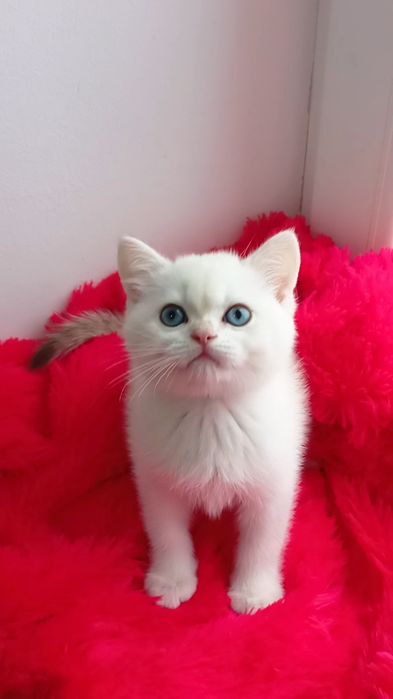 С ГОЛУБЫМИ глаза. Золотая шиншилла поинт