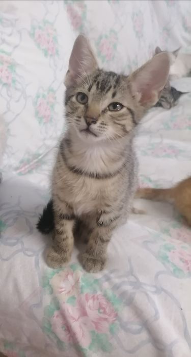 Dois gatos disponíveis para adoção, um macho e uma fêmea, com 10 semanas de idade.