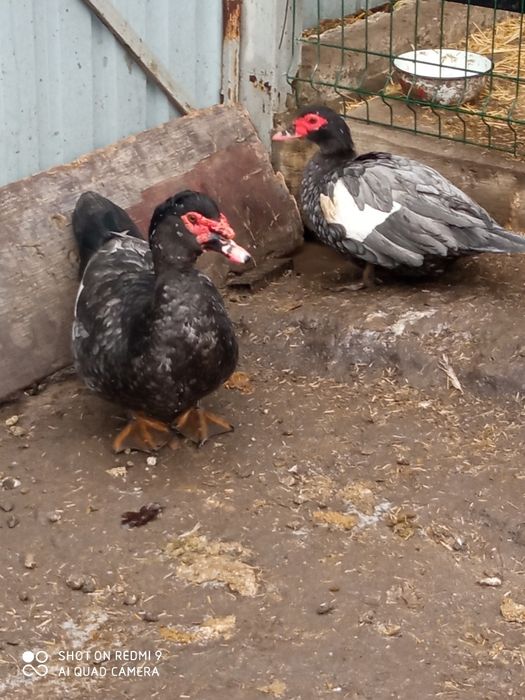 Індокачки, мускусные утки