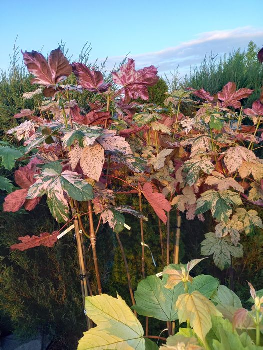 Klon szczepiony Esk Sunset 120-230cm . Tuja szmaragd