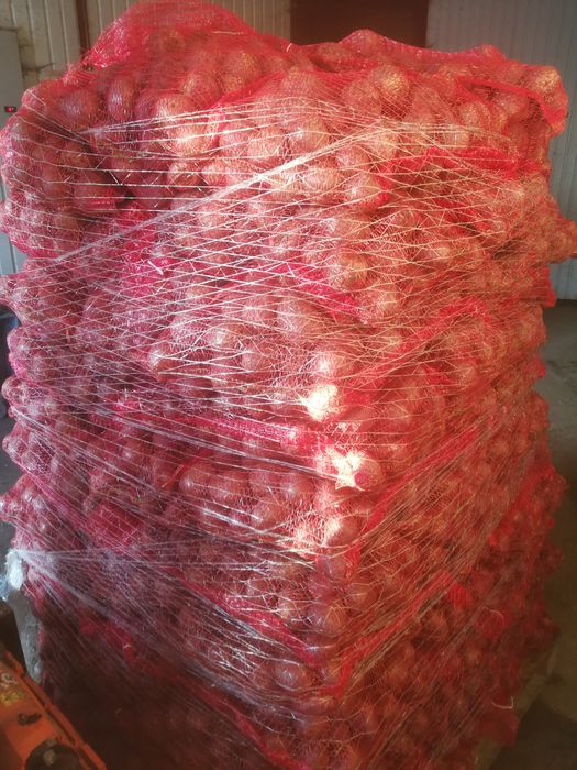 Buraczki czerwone drobne