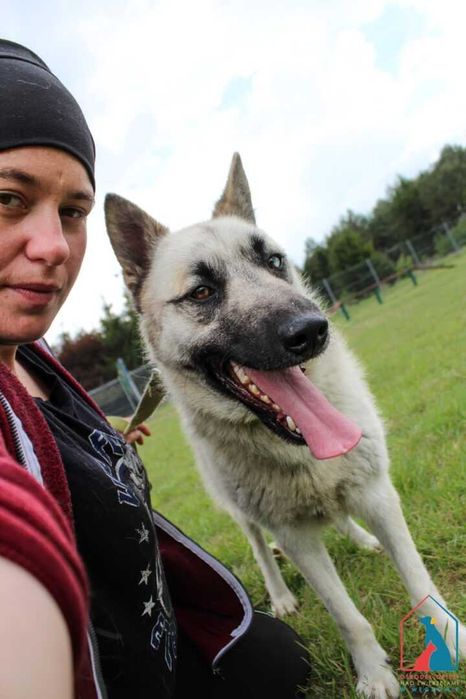 Piękny pies - wierny przyjaciel - do adopcji