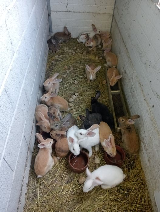 Vendo coelhos caseiros
