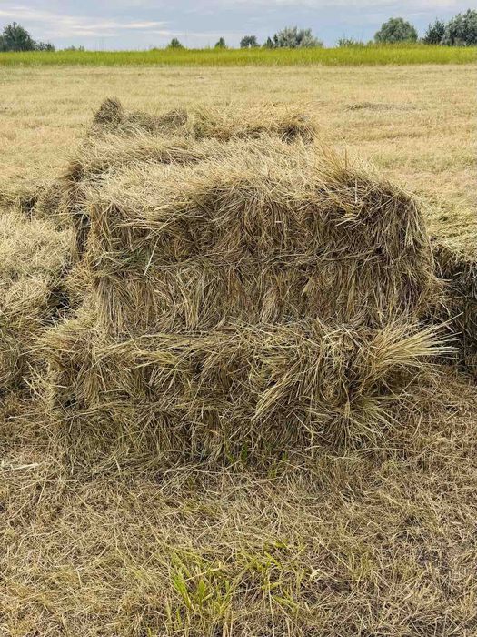 Продам сіно в тюках (тюки великі)